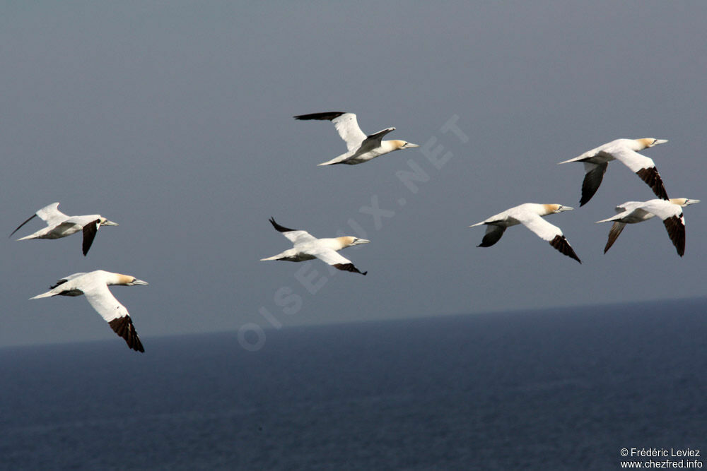 Northern Gannetadult, identification