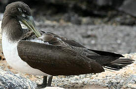 Nazca Booby