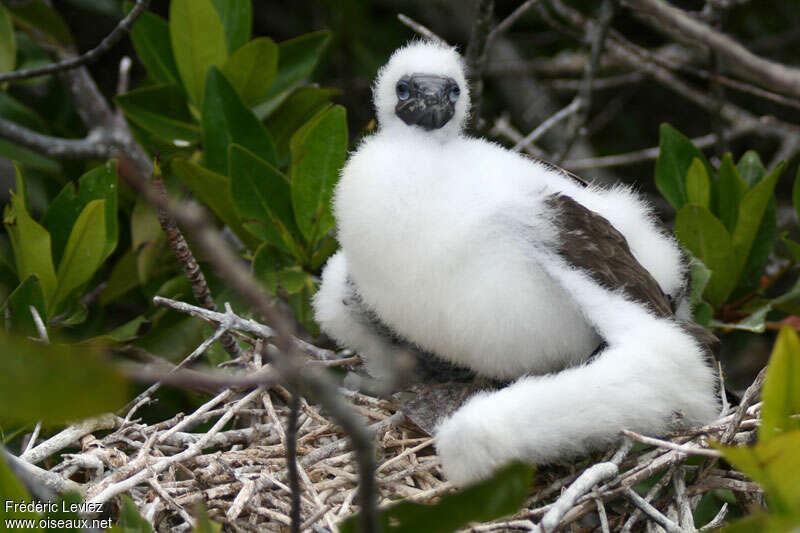 Nazca Boobyjuvenile, identification