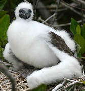 Nazca Booby