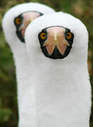 Nazca Booby