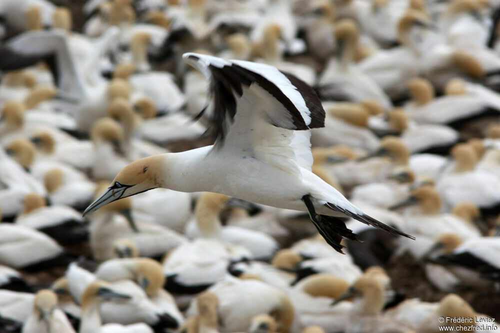 Cape Gannetadult, Flight