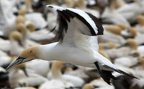 Cape Gannet