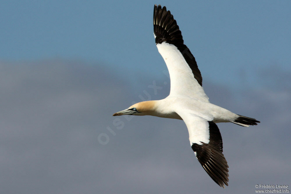 Cape Gannetadult, Flight