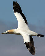 Cape Gannet