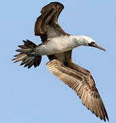 Peruvian Booby