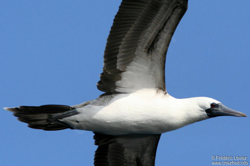 Peruvian Boobyadult