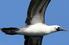 Peruvian Booby