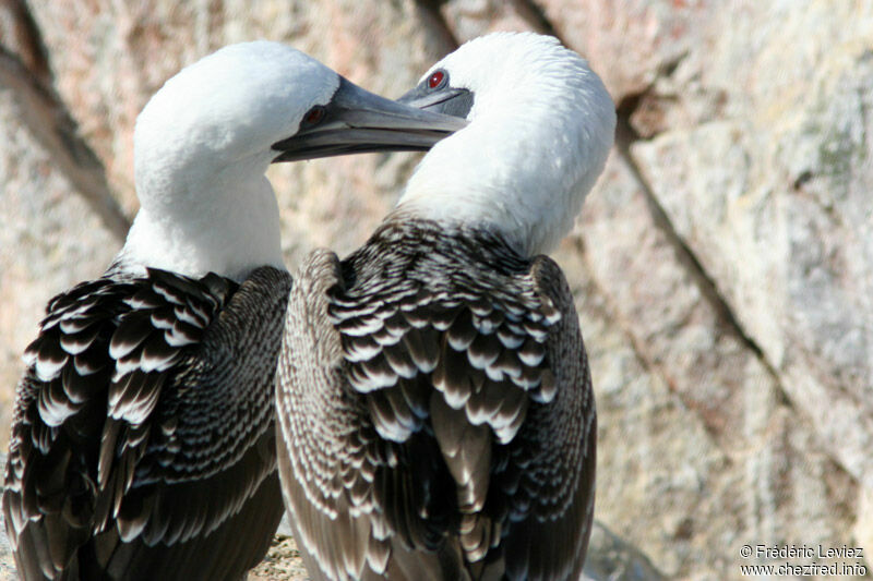 Peruvian Booby adult