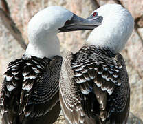 Peruvian Booby