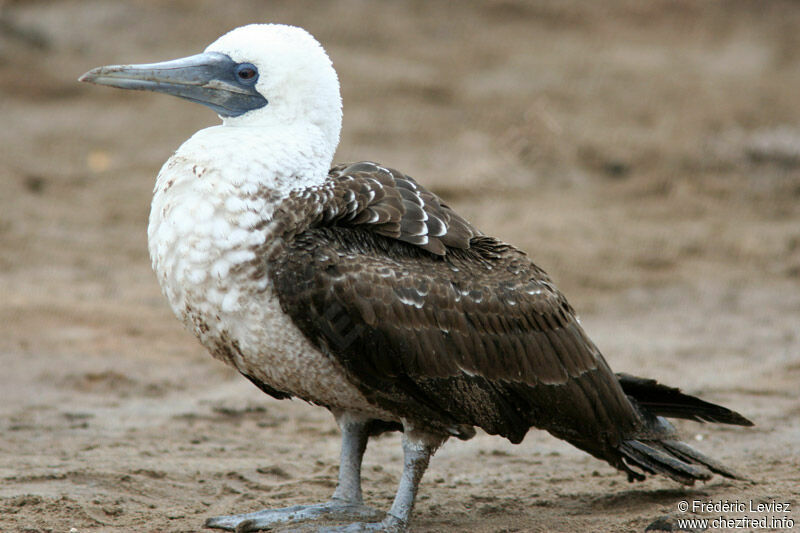 Peruvian Boobyadult