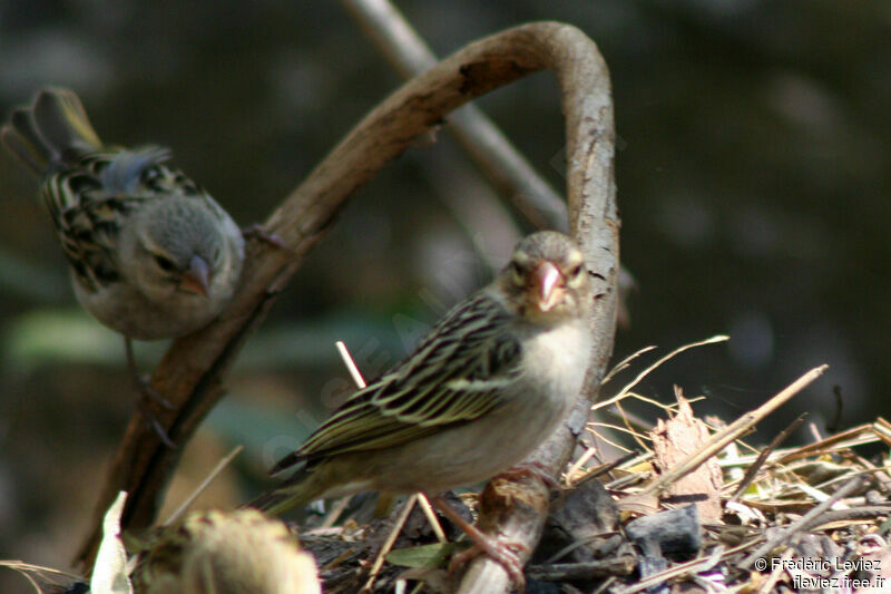 Red Fody female adult