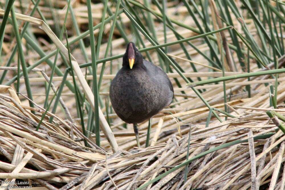 Foulque à front rougeadulte, portrait