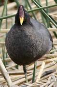 Red-fronted Coot