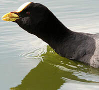 Red-gartered Coot