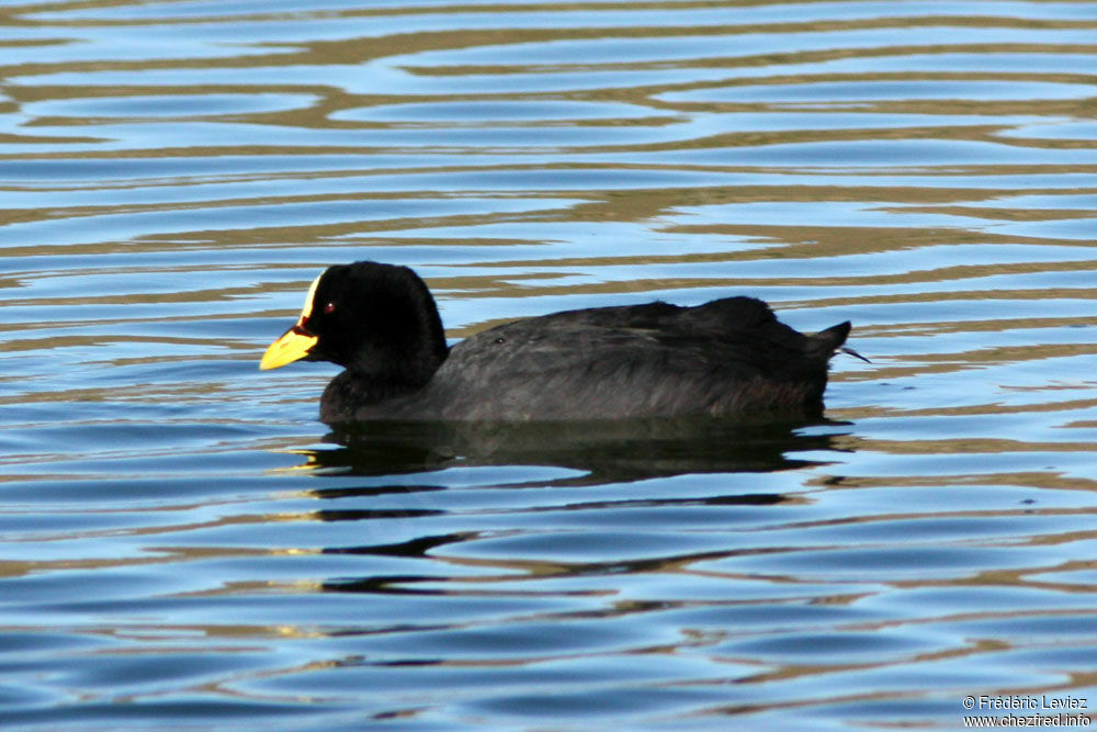 Red-gartered Cootadult