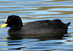 Red-gartered Coot