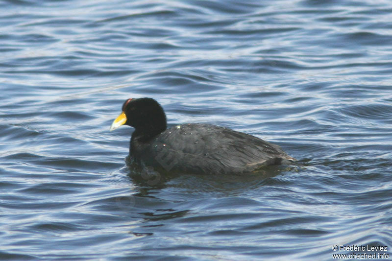 Foulque ardoiséeadulte