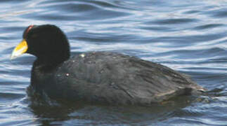 Andean Coot