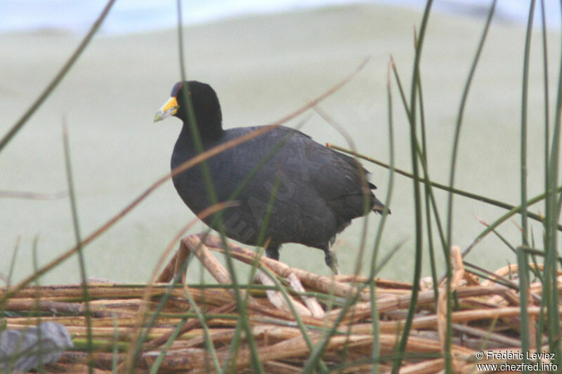 Andean Cootadult