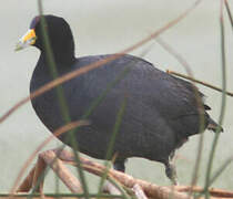 Andean Coot