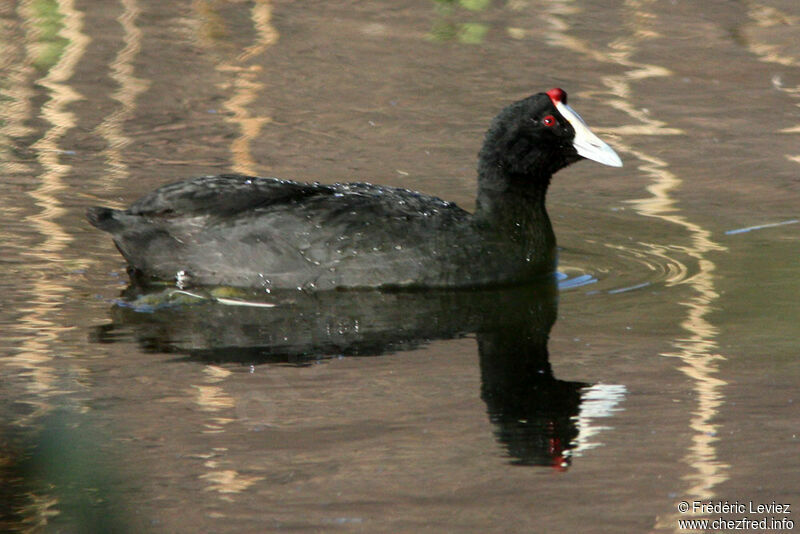 Red-knobbed Cootadult, identification