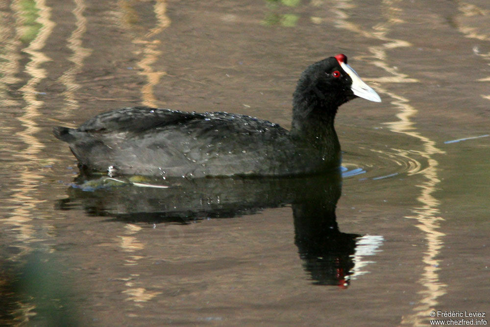 Foulque caronculéeadulte, identification