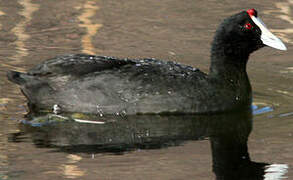 Red-knobbed Coot