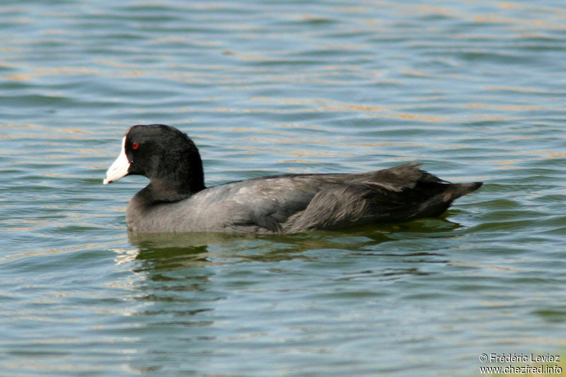 Foulque d'Amériqueadulte