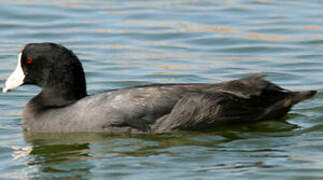 American Coot