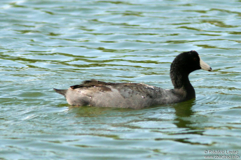 Foulque d'Amériqueadulte