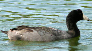 American Coot