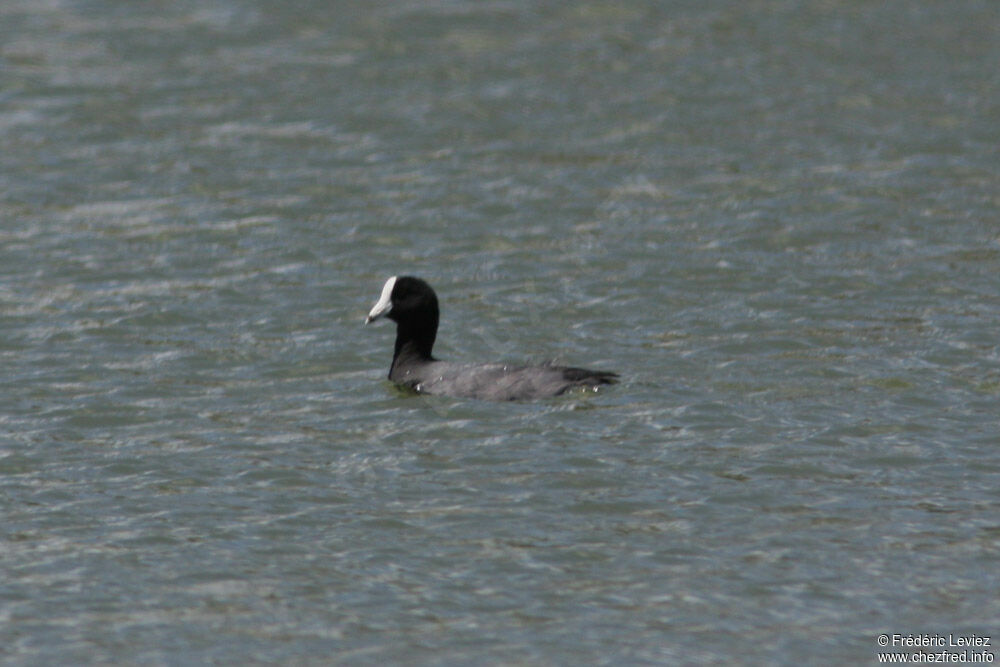 Foulque d'Amériqueadulte, identification