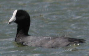 American Coot