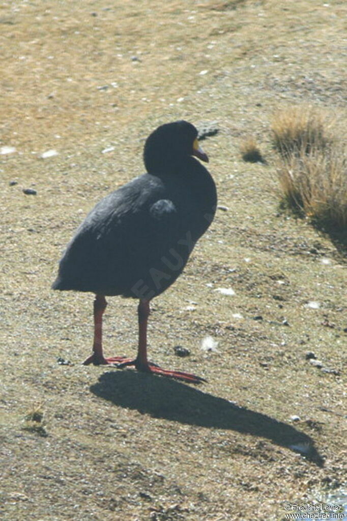 Foulque géanteadulte