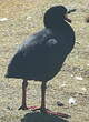 Foulque géante