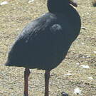 Foulque géante