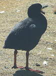 Foulque géante