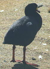 Foulque géante