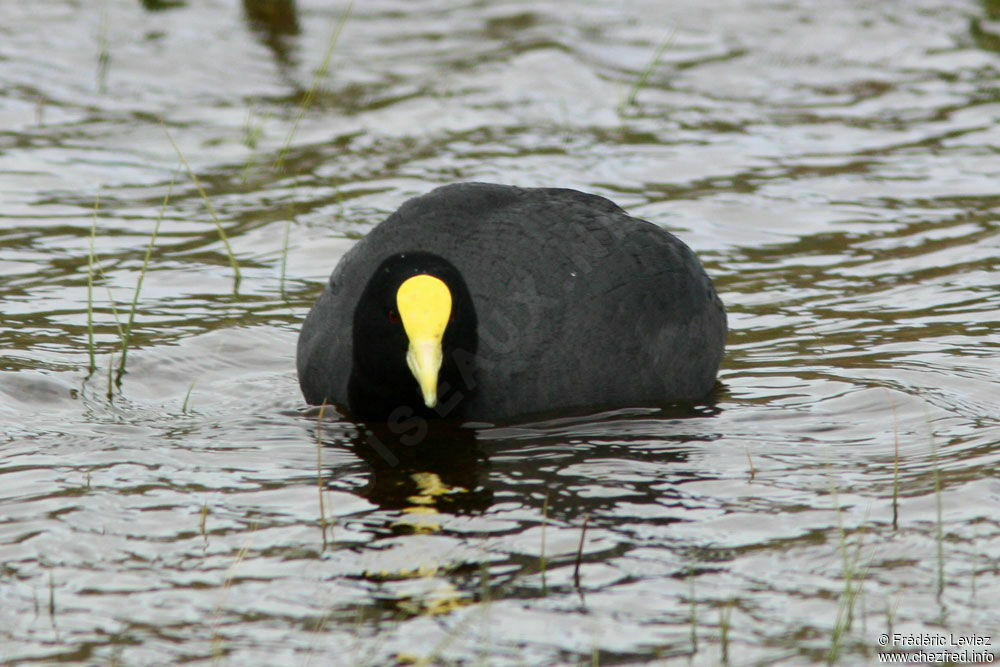 White-winged Cootadult, identification