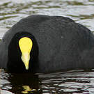 Foulque leucoptère