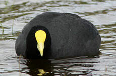 Foulque leucoptère