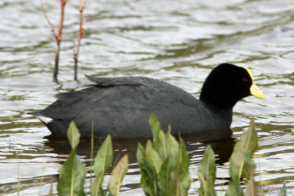 Foulque leucoptèreadulte, identification