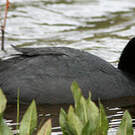 Foulque leucoptère