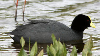 White-winged Coot