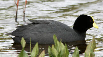 Foulque leucoptère