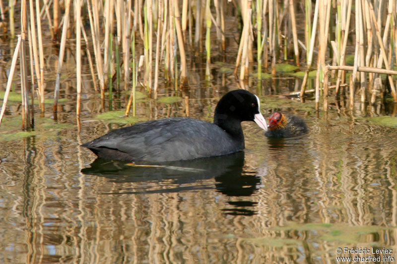 Eurasian Cootadult