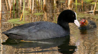 Foulque macroule