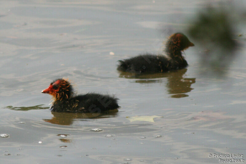 Eurasian CootFirst year