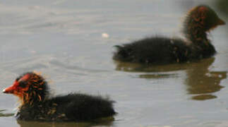 Eurasian Coot